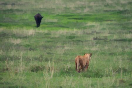 Lioness is creeping to African buffaloの写真素材