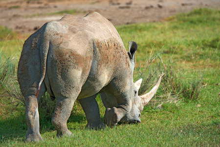 Rear view of white rhinoceros Ceratotherium simum grazing in national park Lake Nakuru, Kenyaの写真素材