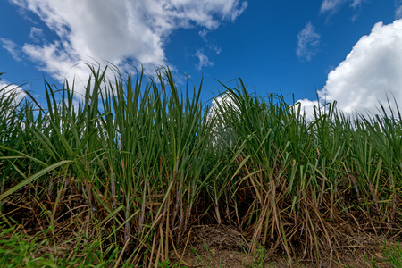 Plantation of sugar cane in Dominicanan Republicの写真素材