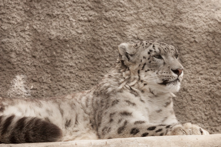 Snow leopard ( Panthera uncia ) in Moscow Zoo