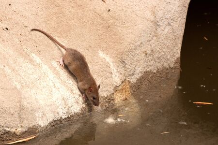 Common ( Rattus norvegicus ) brown rat in urban environmentの写真素材