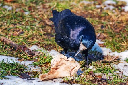 Rooks is eating carrion on the skull and bones of fallen animalの写真素材