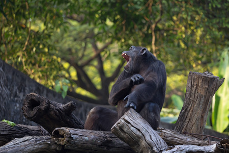 Chimpanzee ( Pan troglodytes ) is sitting on a log with its mouth openの写真素材