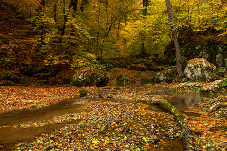 Autumn forest with stream flowing through the thicket