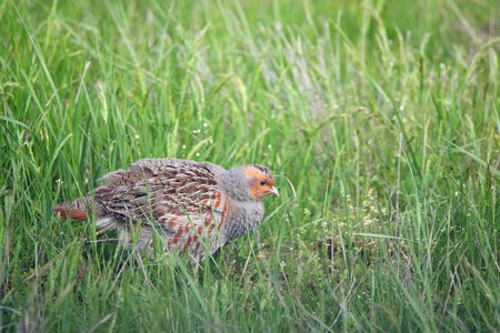 Closeup grey partridge (Perdix) in grass in meadowの写真素材