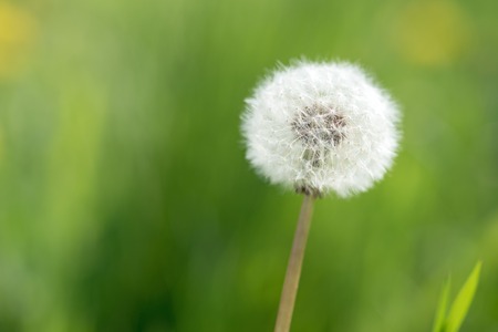 Dandelion with seeds in the morning sunlight on a fresh green backgroundの写真素材
