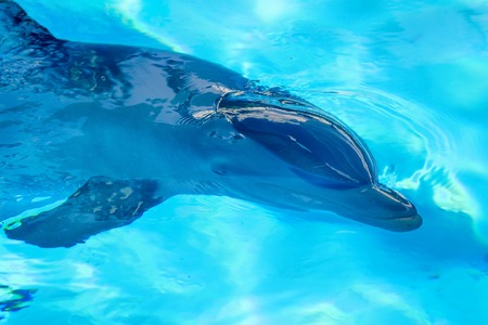 Common dolphin close-up portrait in blue waterの写真素材