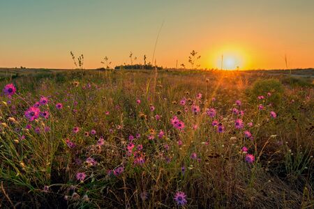 Wild flowers is flowering on beautiful spring meadow at sunset