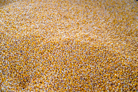 Background made of yellow corn or maize grainsの写真素材