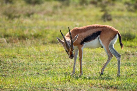 Wild Thompson's gazelle or Eudorcas thomsonii scratching its headの写真素材