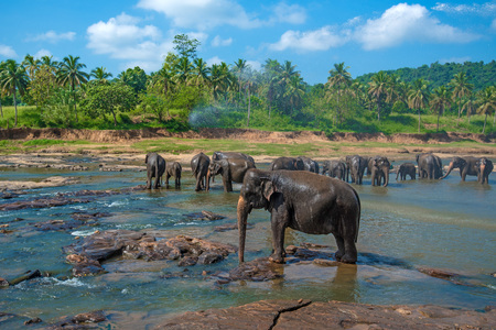 Elephants pack bathing in the river. National park. Pinnawala Elephant Orphanage. Sri Lanka.の写真素材