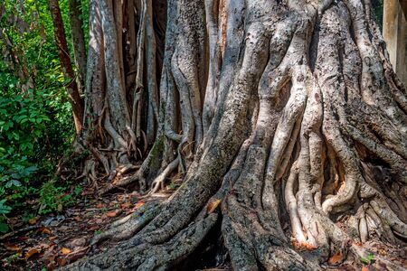 Big roots of ficus or banyan above the surface in jungleの写真素材
