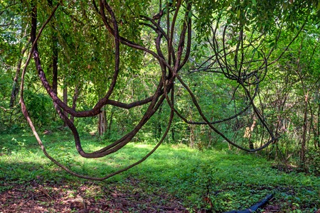 Thick lianas hanging in dense jungle of Sri Lankaの写真素材