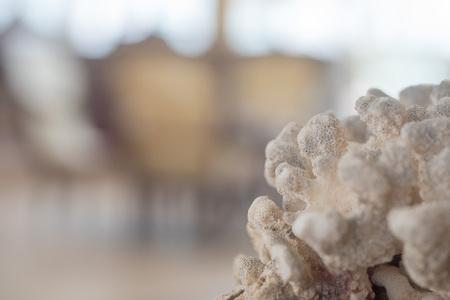 Closeup of white corals as a part of hotel interiorの写真素材