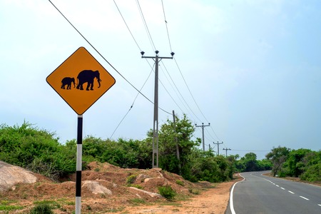 Elephant warning yellow sign and road on backgroundの写真素材