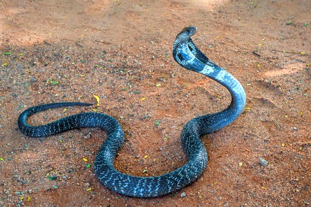 Wild Indian cobra on ground raising its head and spreading its hoodの写真素材