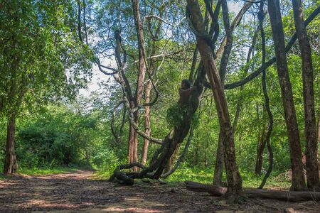 DABANA, SRI LANKA - CIRCA DECEMBER 2016: Vedda man climbing the tree. Veddas are an indigenous people of Sri Lanka living in tribes in the jungleのeditorial素材