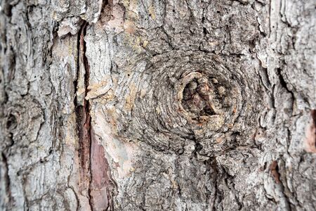 Spruce bark macro photograph for closeup textureの写真素材