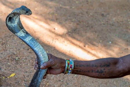 Closeup photograph of hands of snake charmer or fakir playing to tease cobraの写真素材