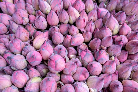Lotus or Nelumbo nucifera