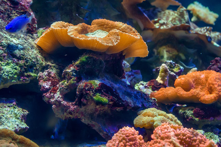 Fragment of colorful coral reef