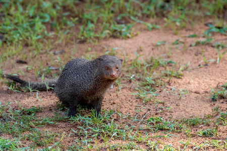 Wild ruddy mongooseの写真素材