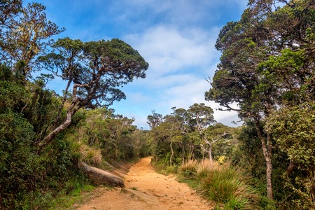 Scenic path in tropical mountain forest on hike