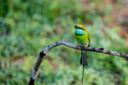 Green bee-eater or Merops orientalis perching on a branchの写真素材