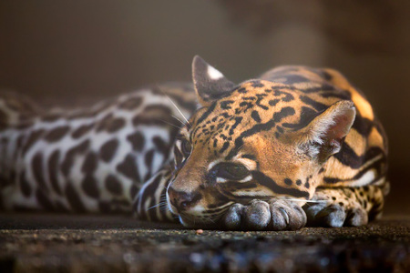 Ocelot or Leopardus pardalis