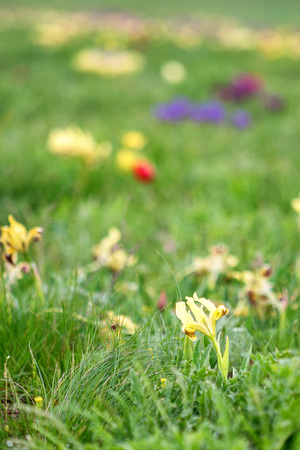 Spring landscape with blossoming wild flowersの写真素材