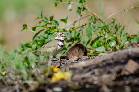 Photograph of a beautiful killdeerの写真素材