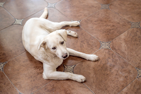 Labrador retriever lies on floorの写真素材