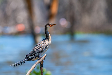 Reed cormorant or Microcarbo africanusの写真素材