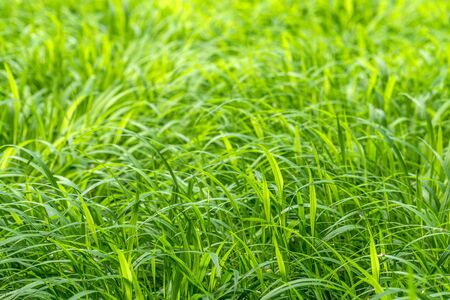 Close up image of vivid and vibrant green grass spring backgoundの写真素材