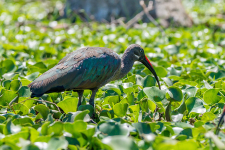 Hadada ibis or Bostrychia hagedash is wading in the swampの写真素材