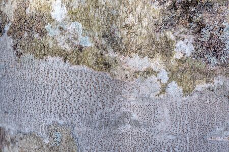 Old tree bark covered with lichen macro photograph for closeup texture
