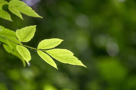 Green leaves on the green blured background