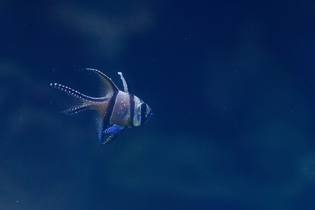 Banggai Cardinalfish in a aquariumの写真素材
