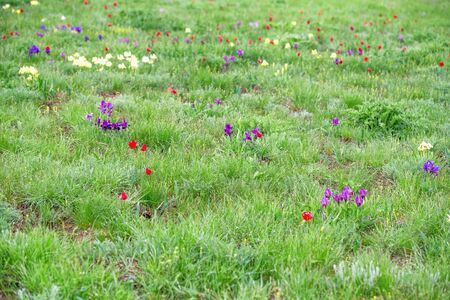 Spring landscape with blossoming wild flowersの写真素材