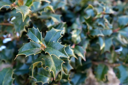 Close-up of holly leaves