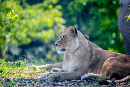 Lion resting under treeの写真素材