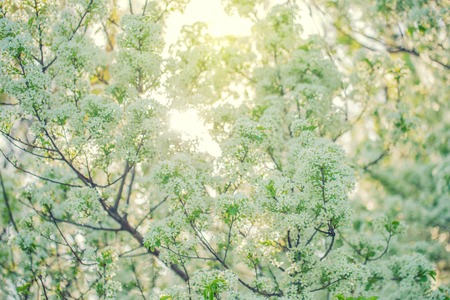Scenic view of spring blossom