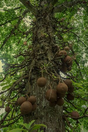 Couroupita guianensis or cannonball treeの写真素材