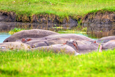 Hippo or Hippopotamus amphibiusの写真素材