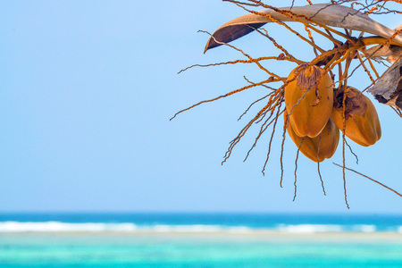 Coconut palm tree under blue skyの写真素材
