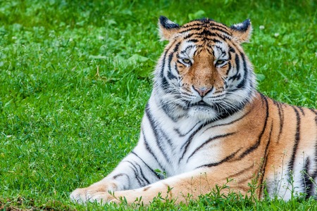 Bengal tiger or Panthera tigrisの写真素材