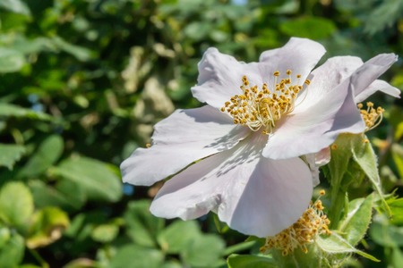 Close-up of a dog roseの写真素材