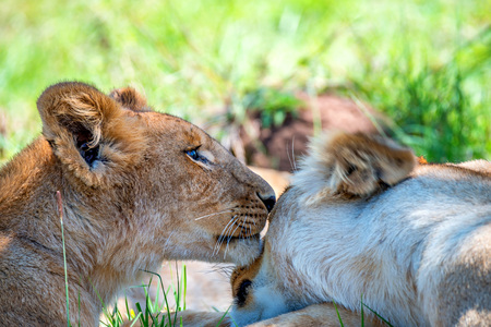 Lioness demonstrates tendenessの写真素材