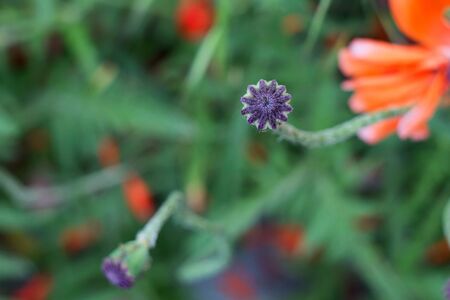 Poppy seed capsuleの写真素材