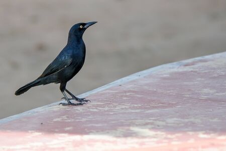 Greater Antillean Grackleの写真素材
